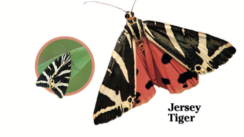 Big Butterfly Count 2025